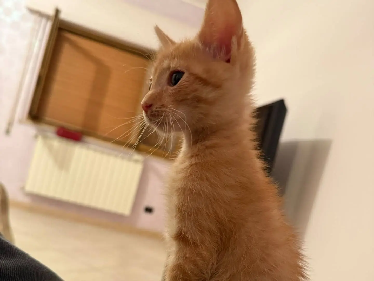 Vuoi adottare un gatto a Bari?
