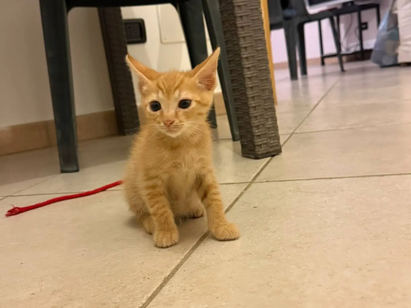 Adotta un gatto, maschio, 3 mesi, Bari
