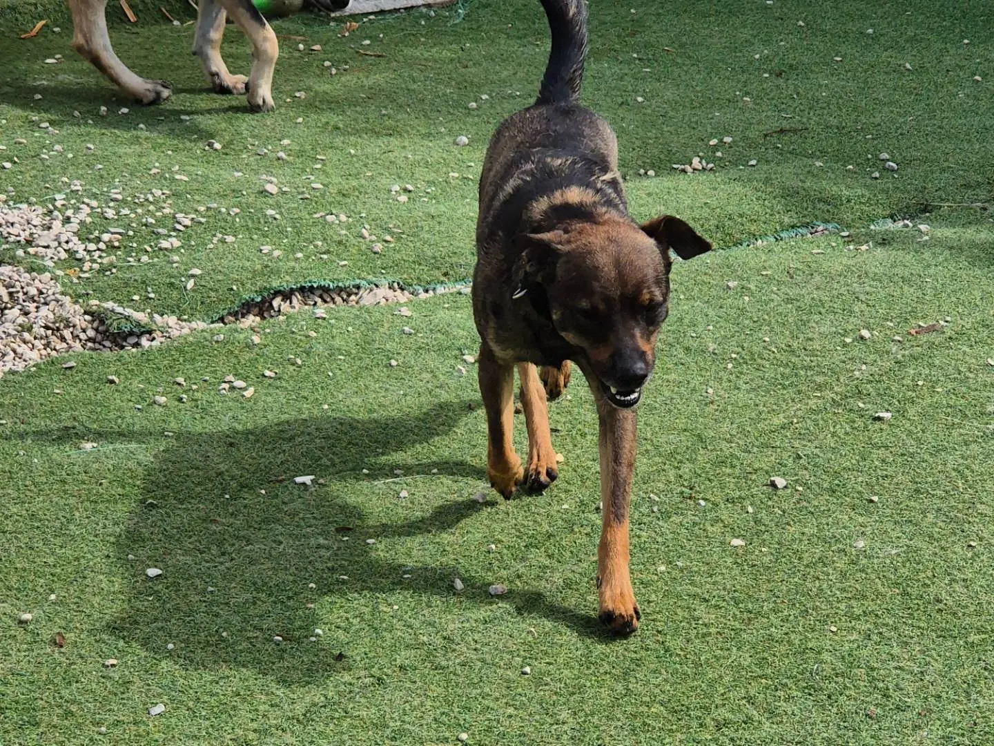 Adozione cane, maschio, Pinscher Razza sconosciuta, 3 anni e 8 mesi, taglia piccola, Teramo