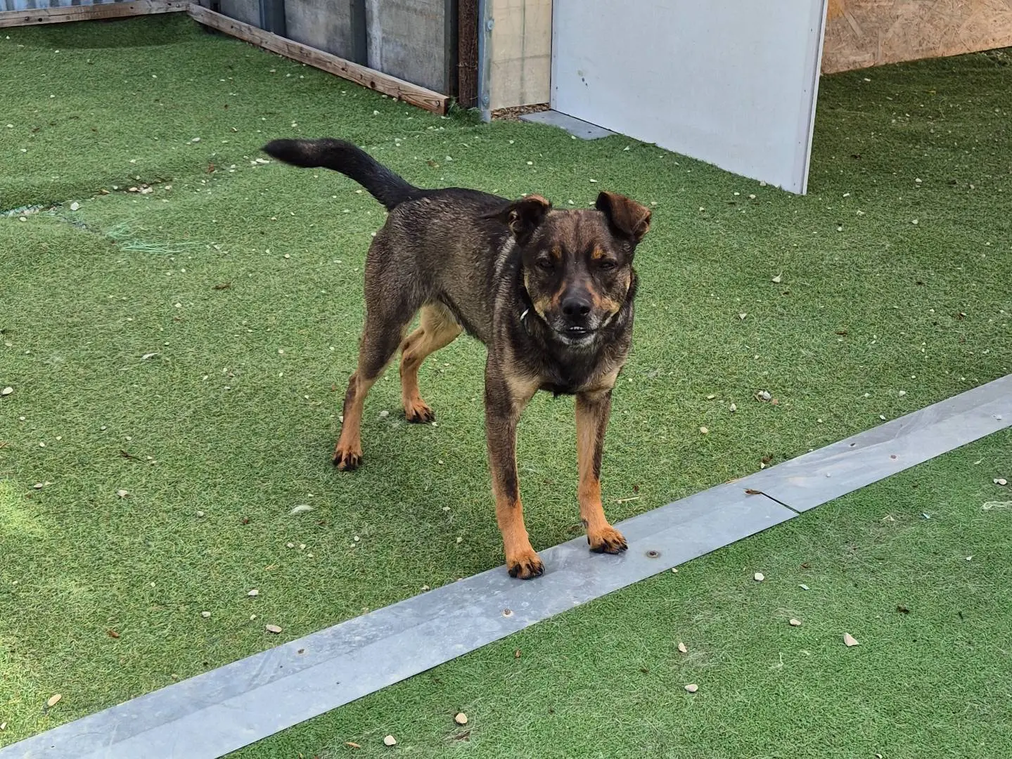 Adotta un cane, maschio, 3 anni e 8 mesi, Teramo