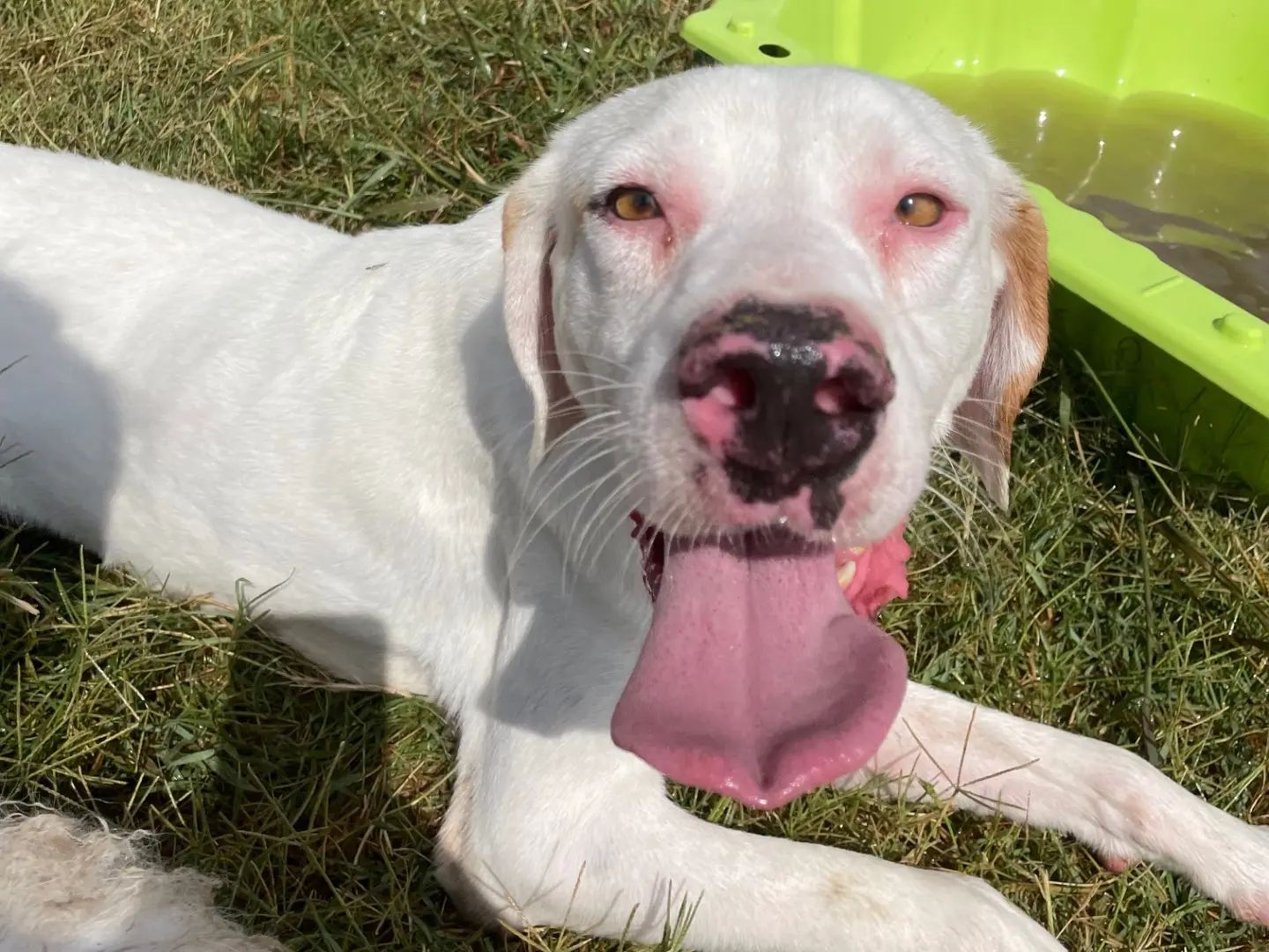 Vuoi adottare un cane a Latina?