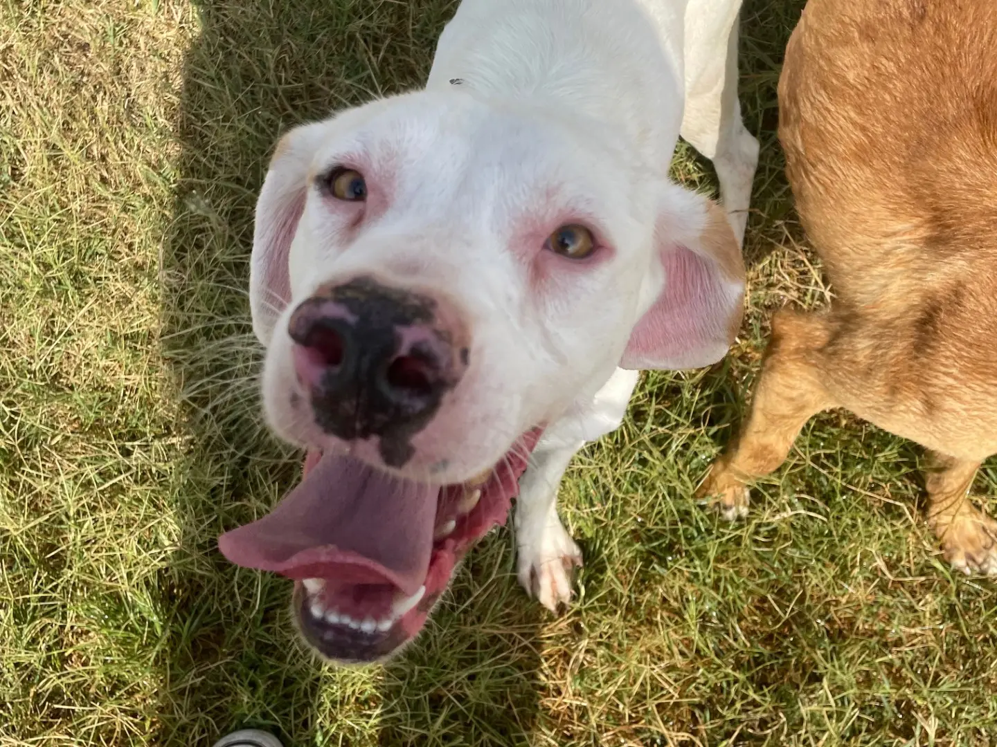 Adozione cane, maschio, Razza sconosciuta Razza sconosciuta, 3 anni e 8 mesi, taglia media contenuta, Latina