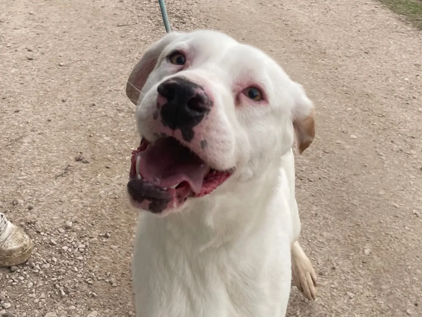 Adotta un cane, taglia media contenuta, maschio, Latina