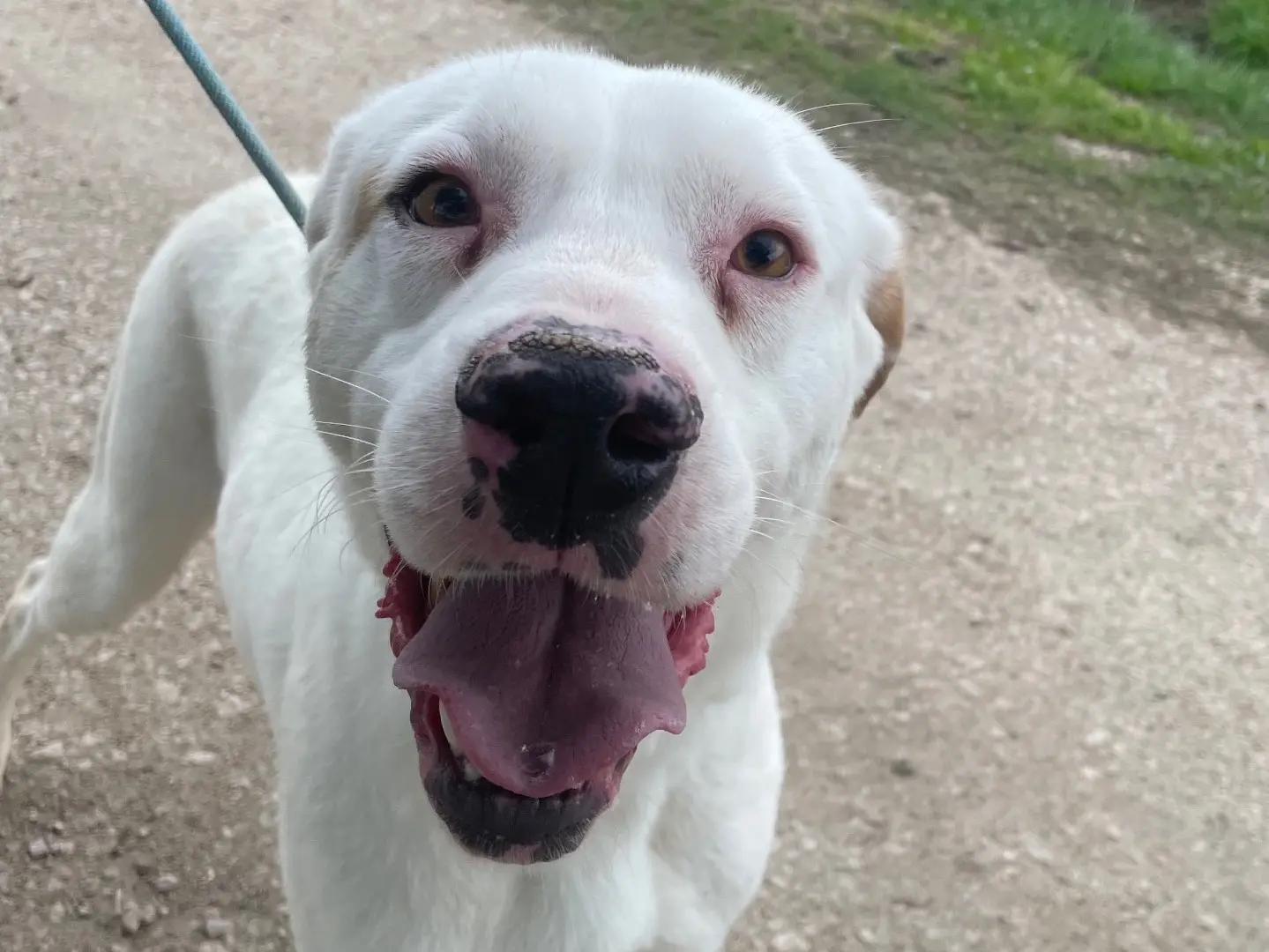 Adotta un cane, maschio, 3 anni e 8 mesi, Latina