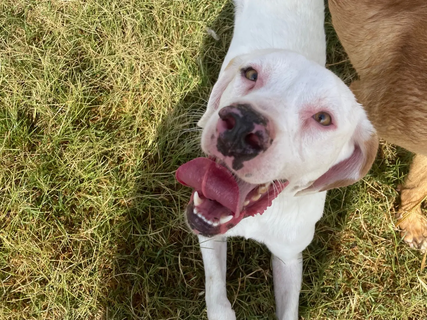 Adotta il cane Kazuz a Latina