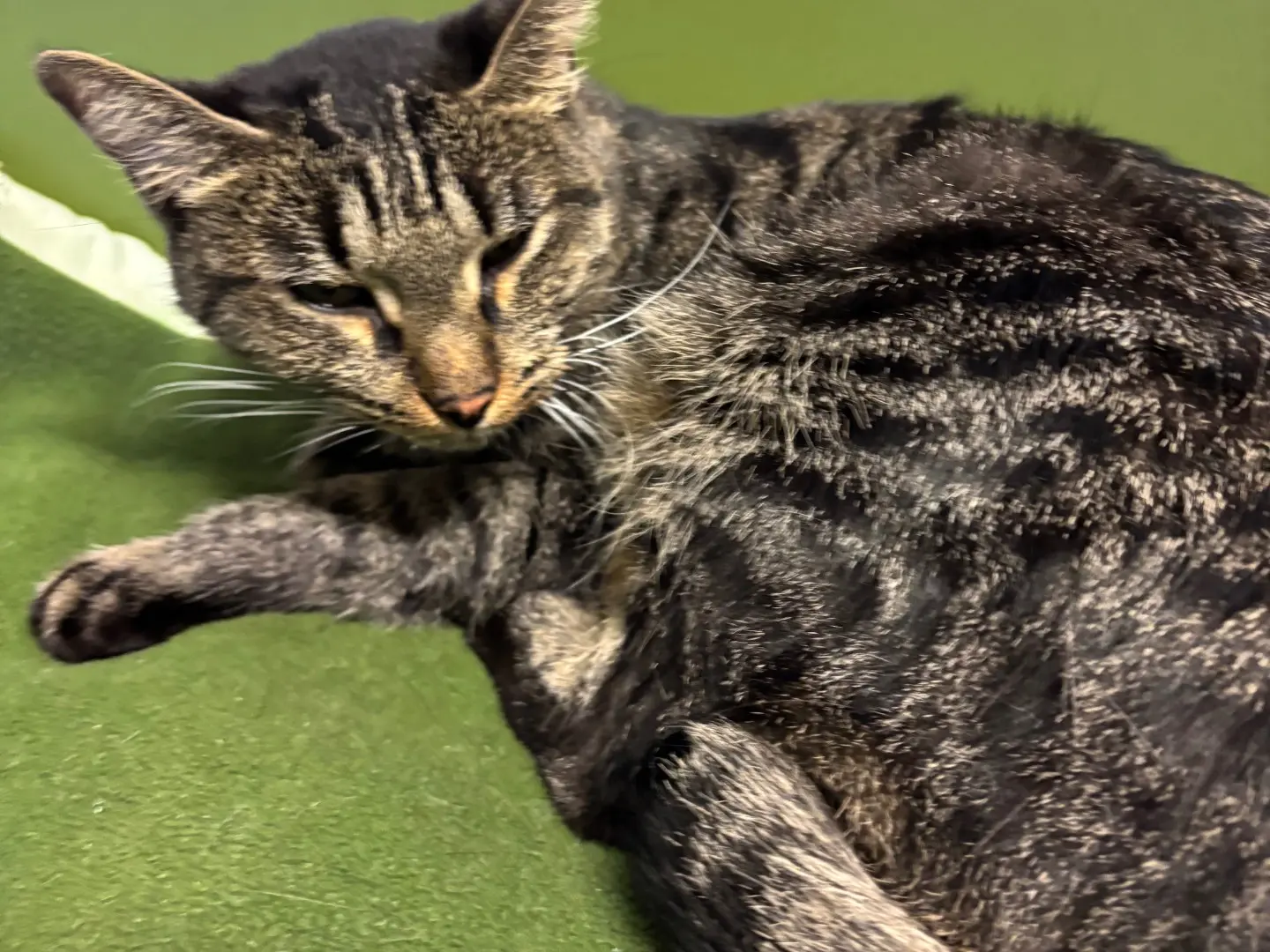 Adozione gatto, femmina, Razza sconosciuta Razza sconosciuta, 1 anno e 9 mesi, taglia non valida, Brescia
