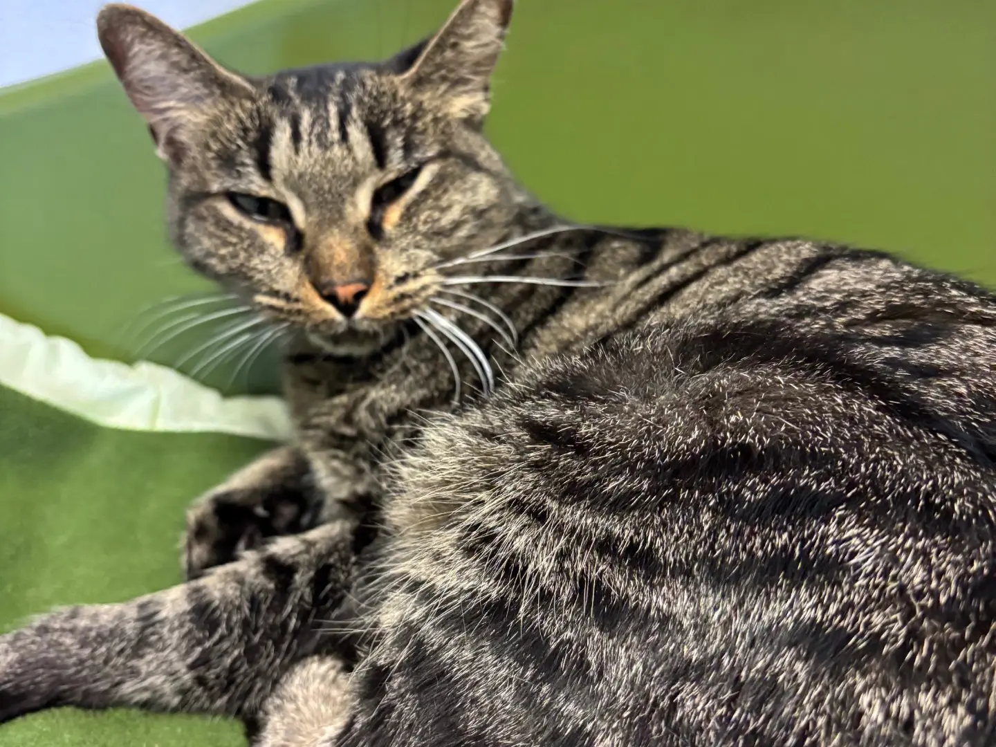 Adotta un gatto, femmina, 1 anno e 9 mesi, Brescia