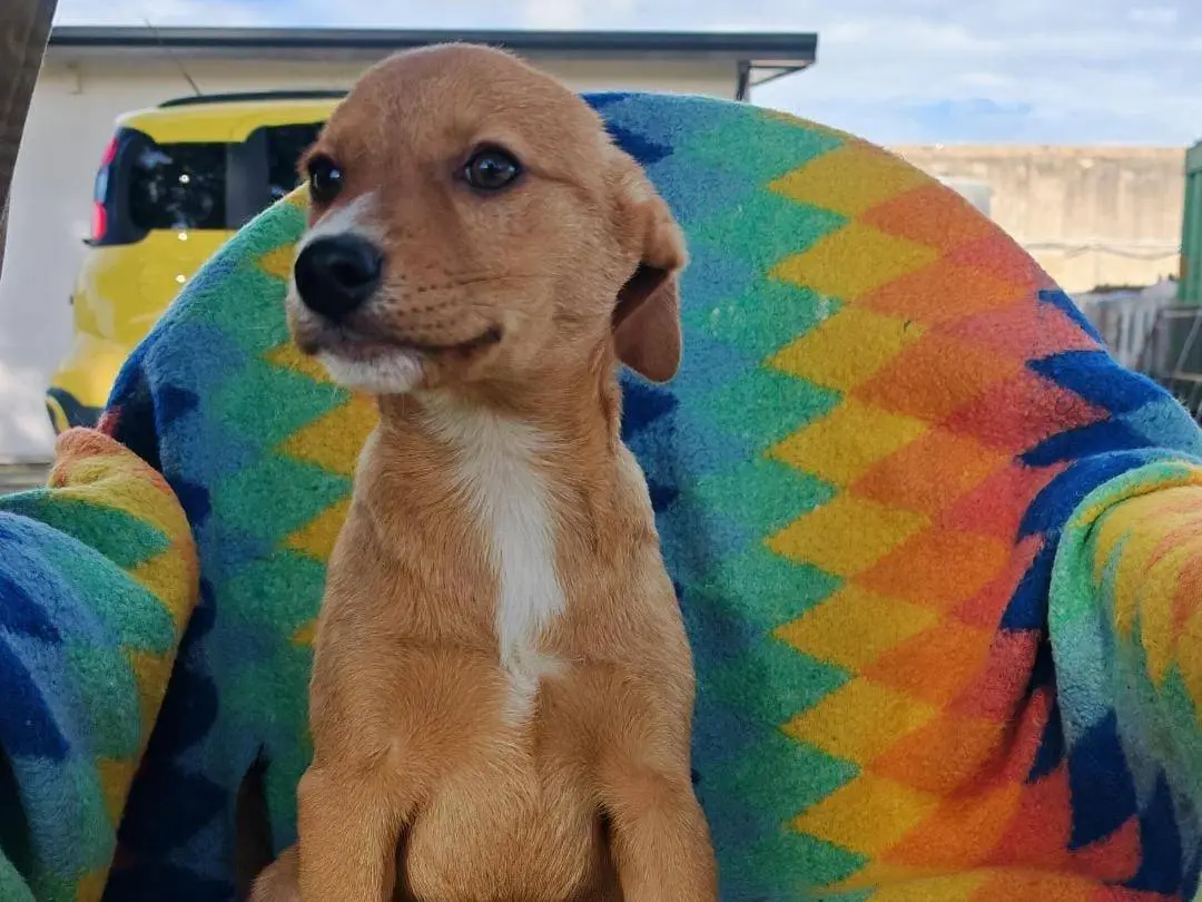 Vuoi adottare un cane a Crotone?