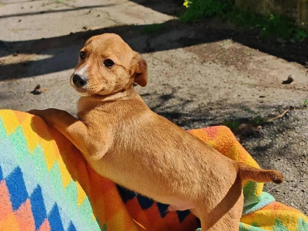 Adotta il cane Back a Crotone