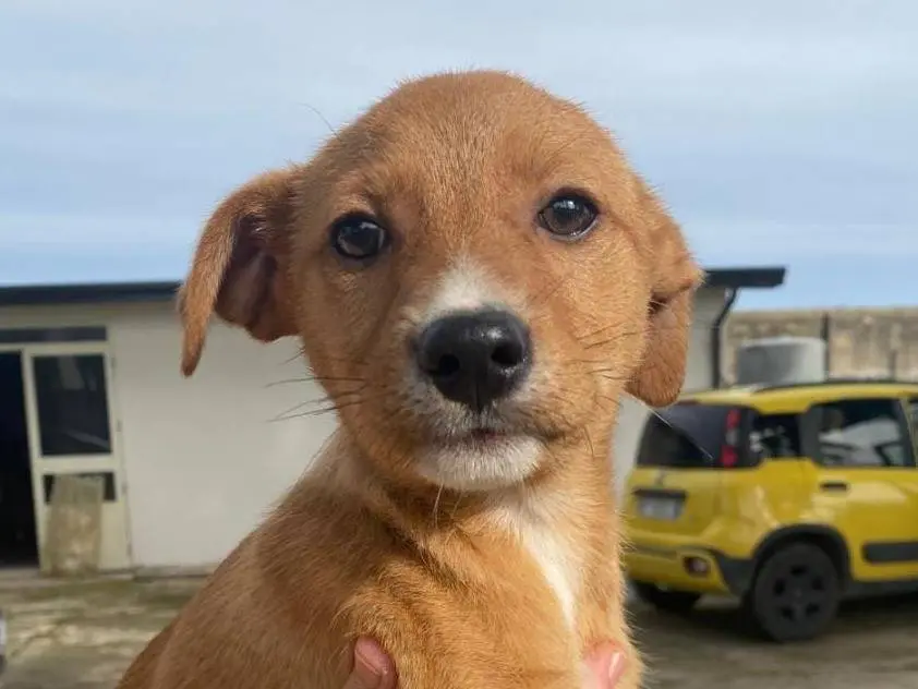 Adotta un cane, maschio, 11 mesi, Crotone