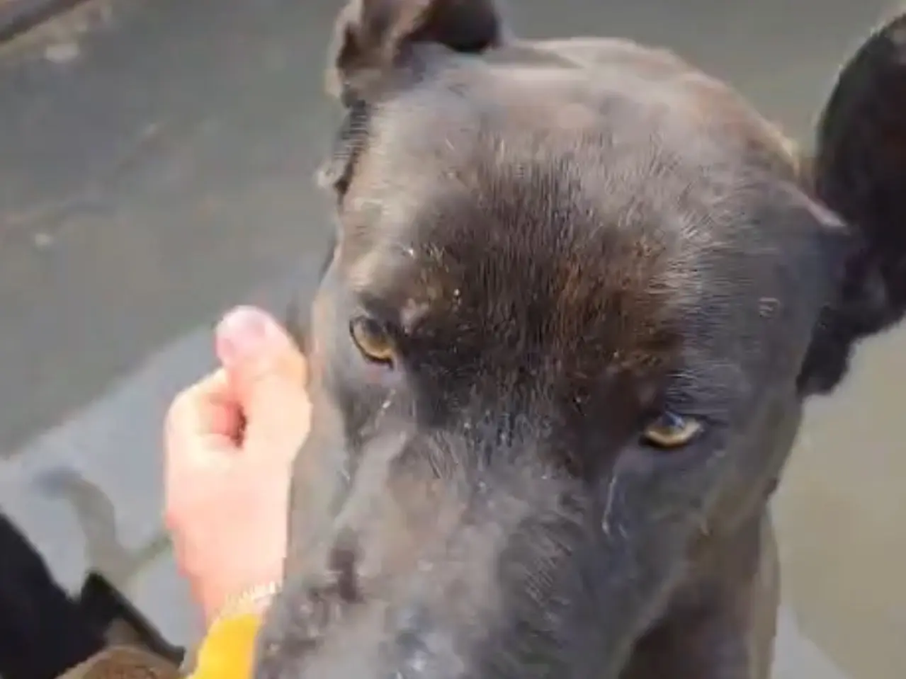 Adotta un cane, femmina, 4 anni e 9 mesi, Latina