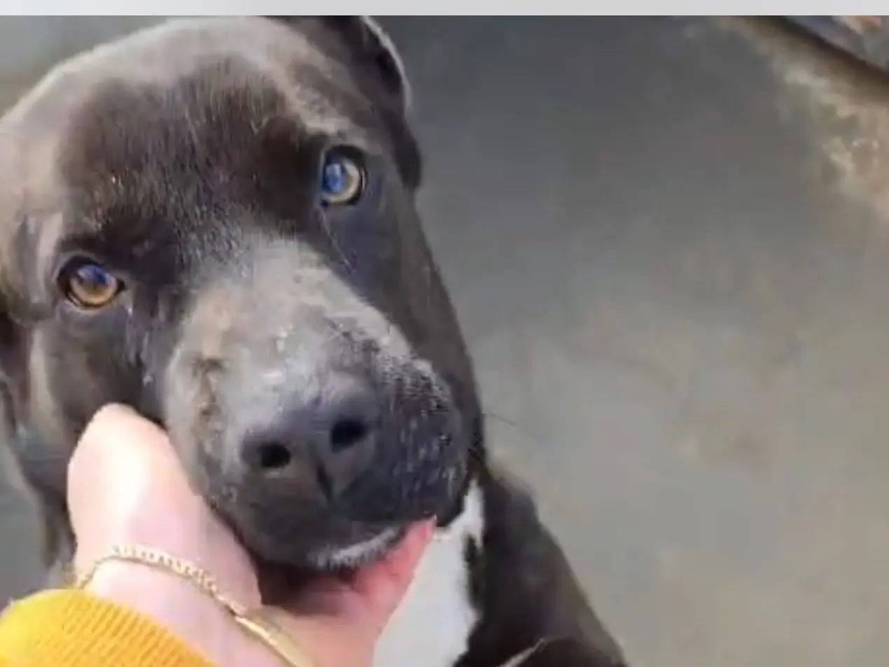 Adozione cane, femmina, Pitbull Razza sconosciuta, 4 anni e 9 mesi, taglia media, Latina