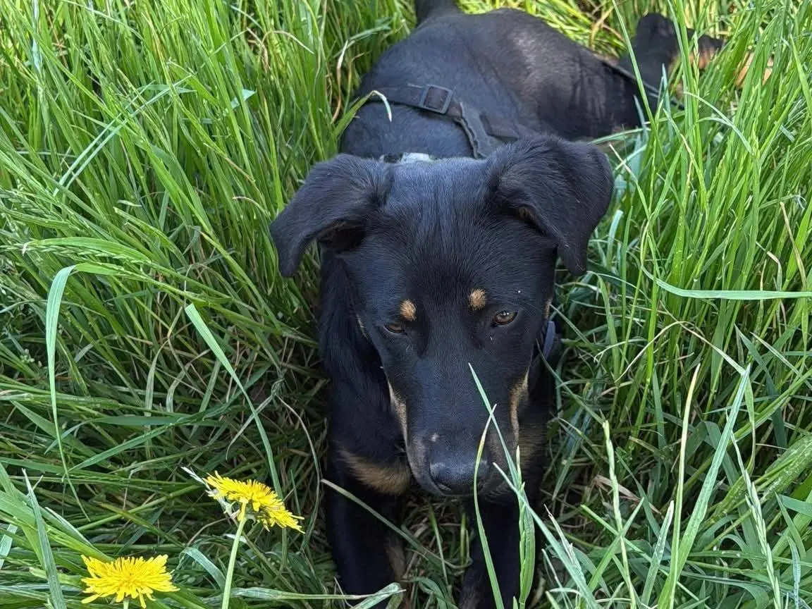 Vuoi adottare un cane a Milano?