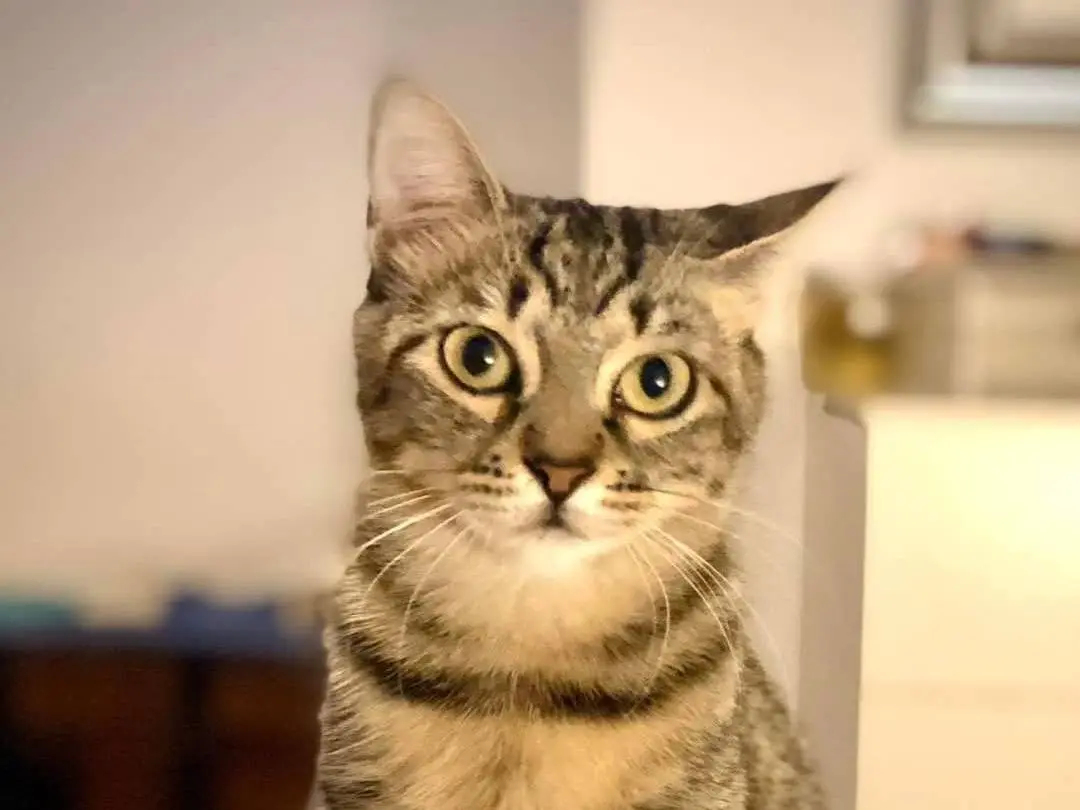 Adozione gatto, femmina, Razza sconosciuta Razza sconosciuta, 2 anni e 4 mesi, taglia non valida, Parma