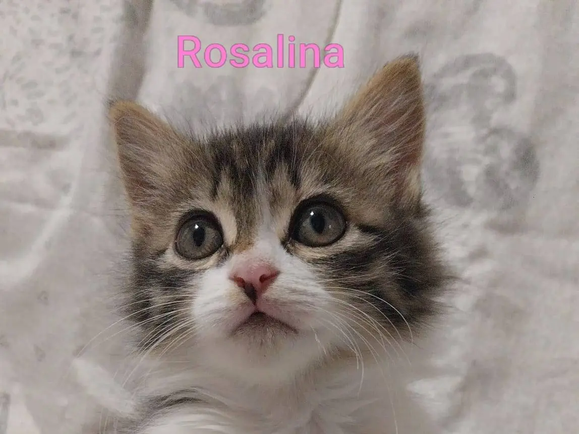 Adozione gatto, femmina, Razza sconosciuta Razza sconosciuta, 2 mesi, taglia non valida, Viterbo