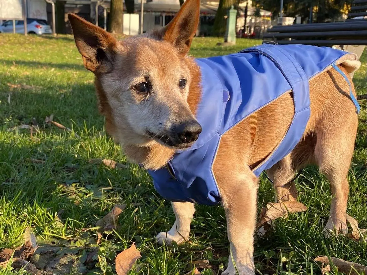 Adozione cane, maschio, Pinscher Razza sconosciuta, 14 anni e 9 mesi, taglia piccola, Milano