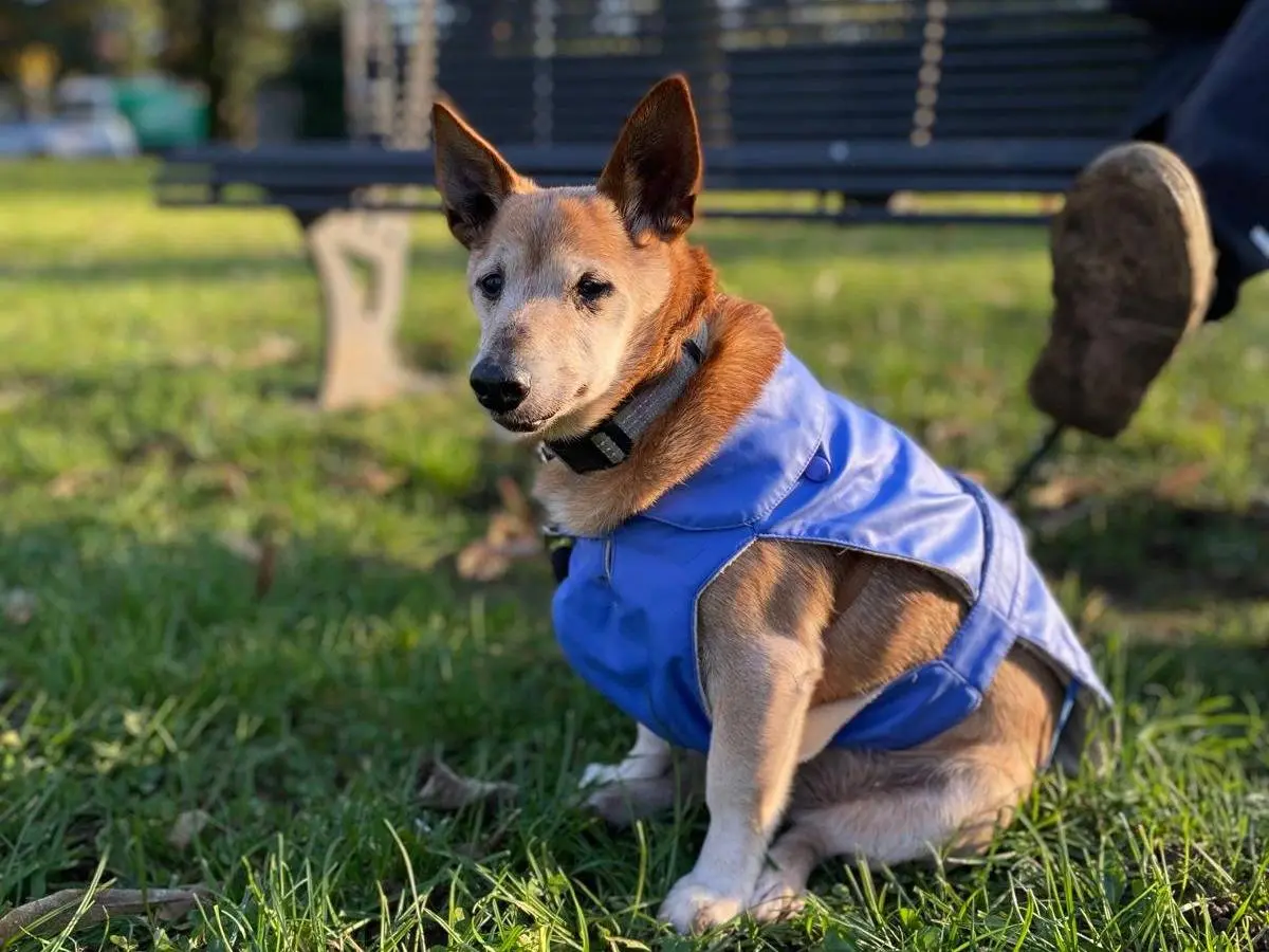 Adotta un cane, taglia piccola, maschio, Milano
