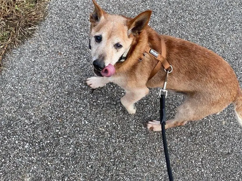 Adotta un cane, maschio, 14 anni e 9 mesi, Milano