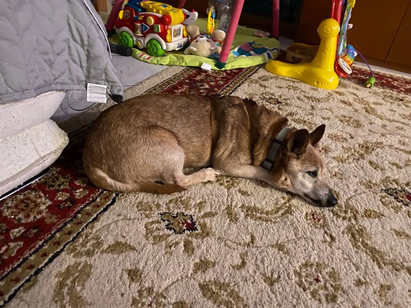 Adotta il cane Max a Milano