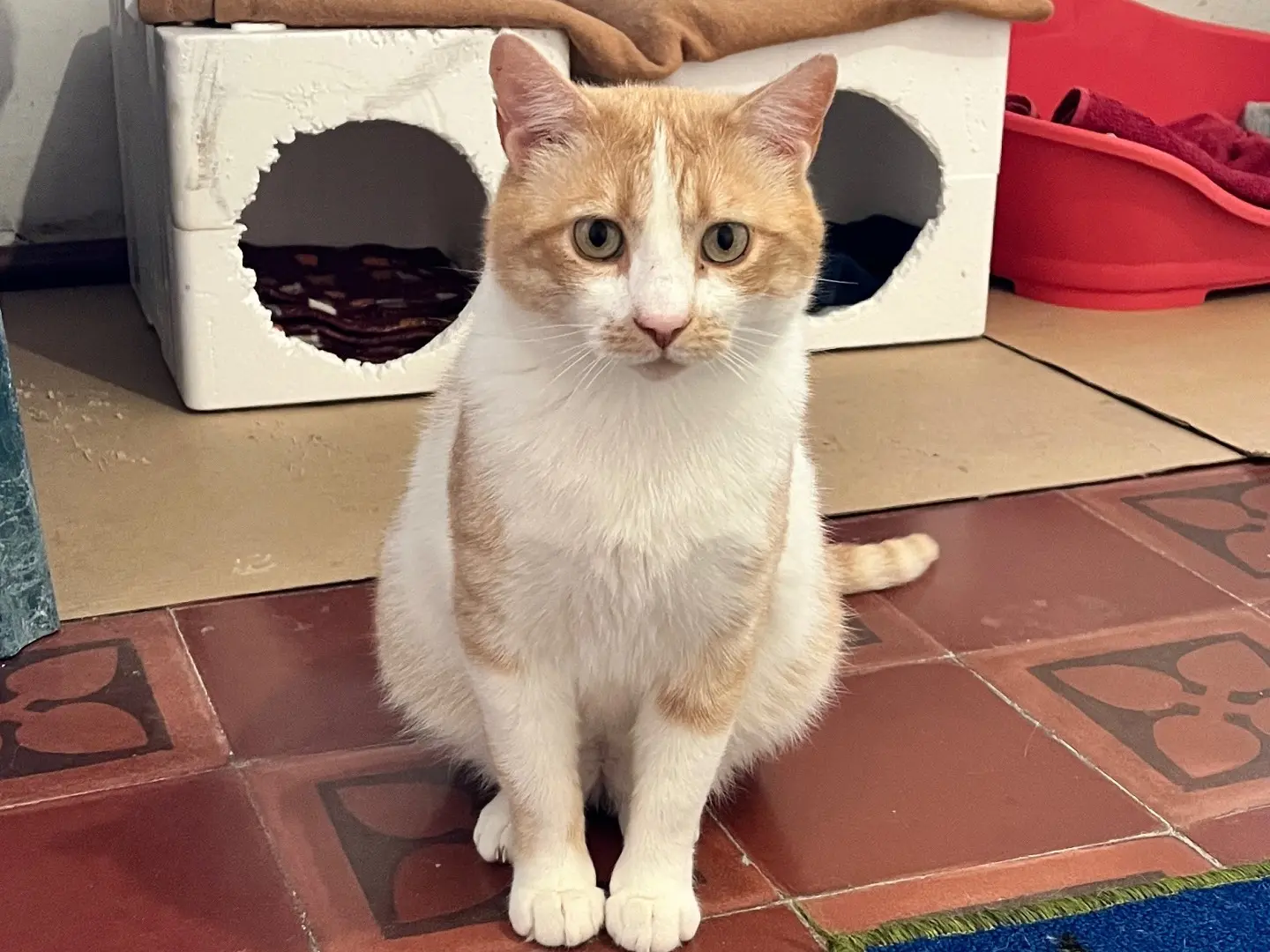 Adotta un gatto, maschio, 3 anni e 8 mesi, Padova
