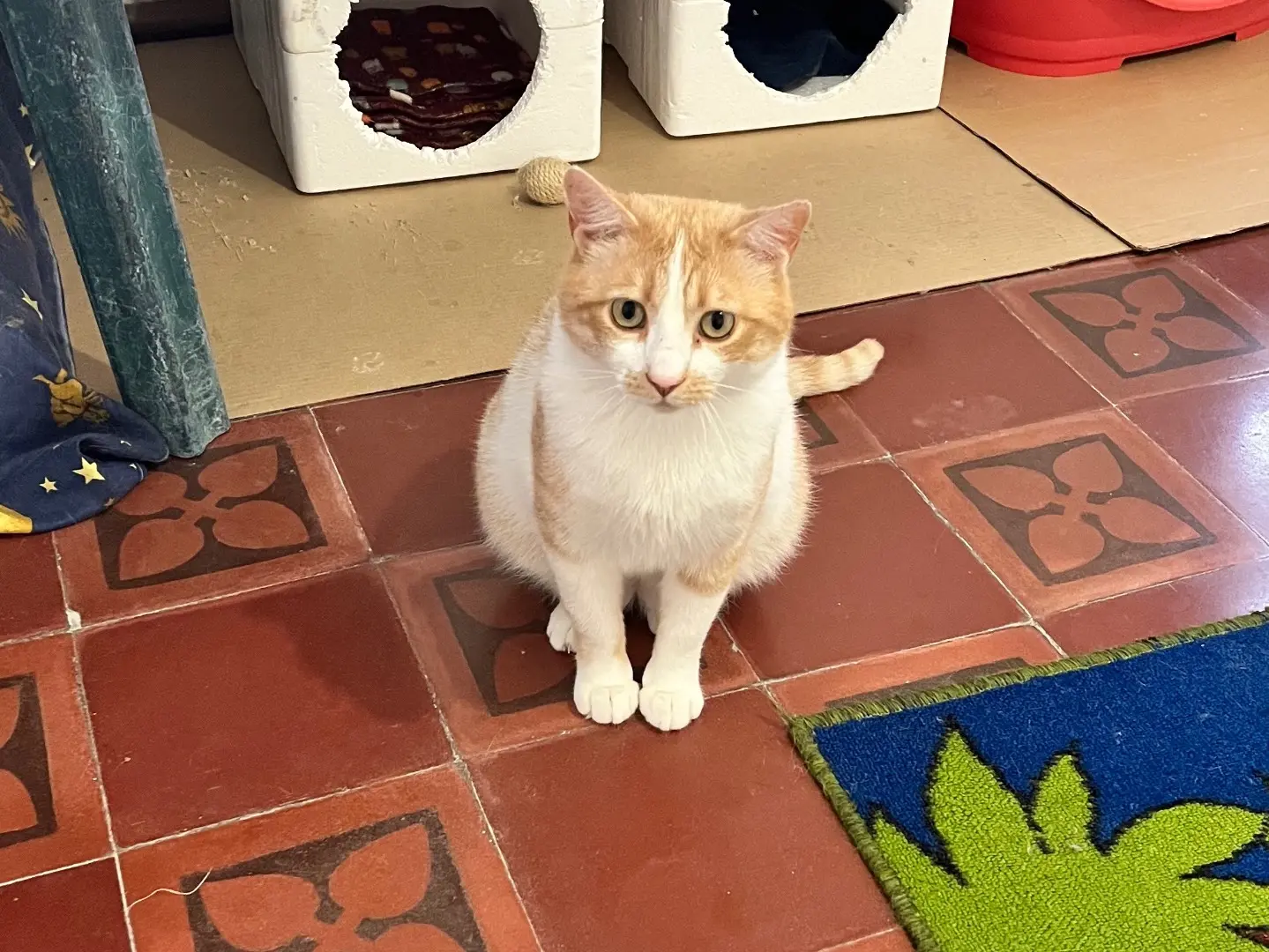 Adozione gatto, maschio, Razza sconosciuta Razza sconosciuta, 3 anni e 8 mesi, taglia non valida, Padova