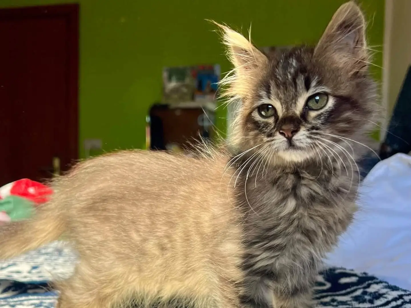 Adotta un gatto, taglia non valida, femmina, Laquila