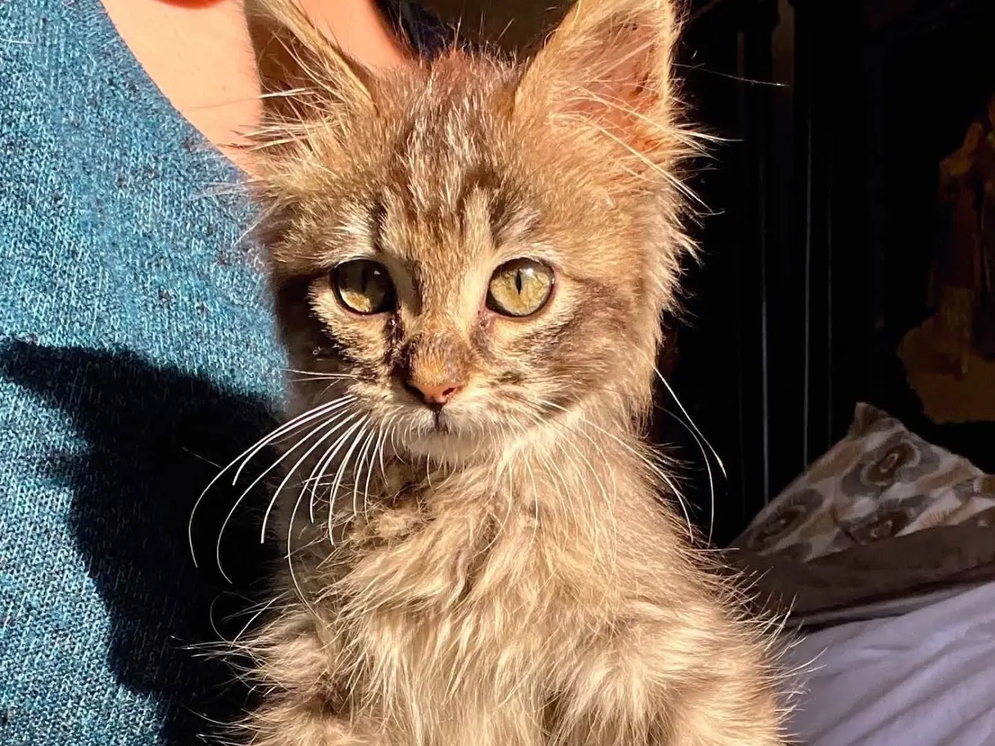 Adotta un gatto, femmina, 3 mesi, Laquila
