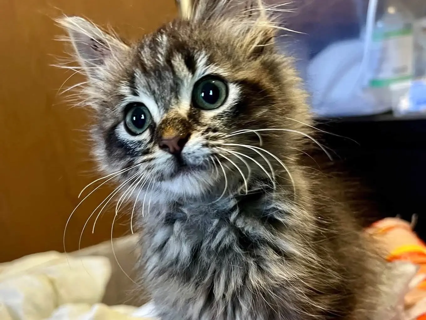 Adozione gatto, femmina, Razza sconosciuta Razza sconosciuta, 3 mesi, taglia non valida, Laquila