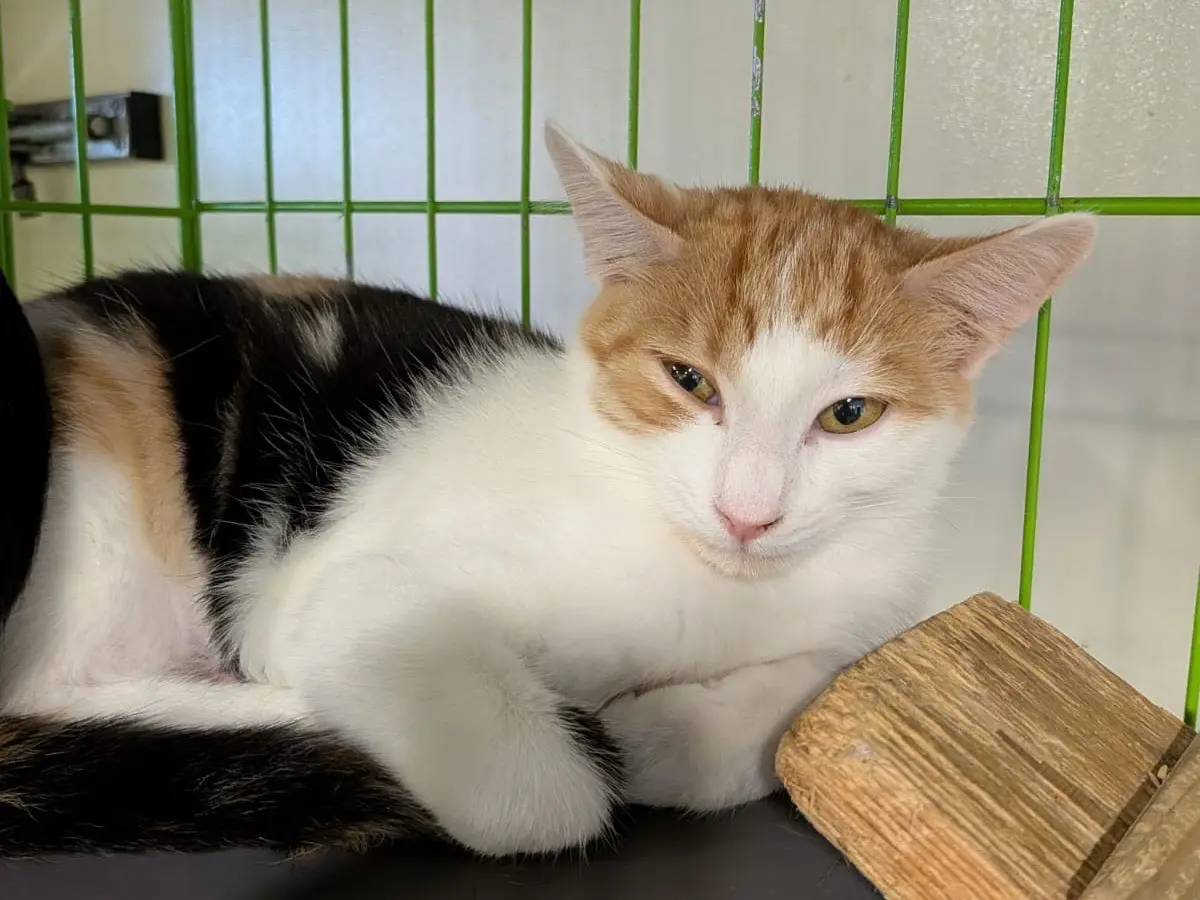 Adozione gatto, femmina, Razza sconosciuta Razza sconosciuta, 5 mesi, taglia non valida, Brescia