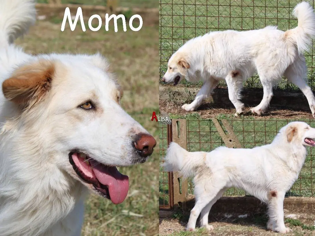Adozione cane, maschio, Pastore maremmano Razza sconosciuta, 5 anni e 3 mesi, taglia gigante, Roma