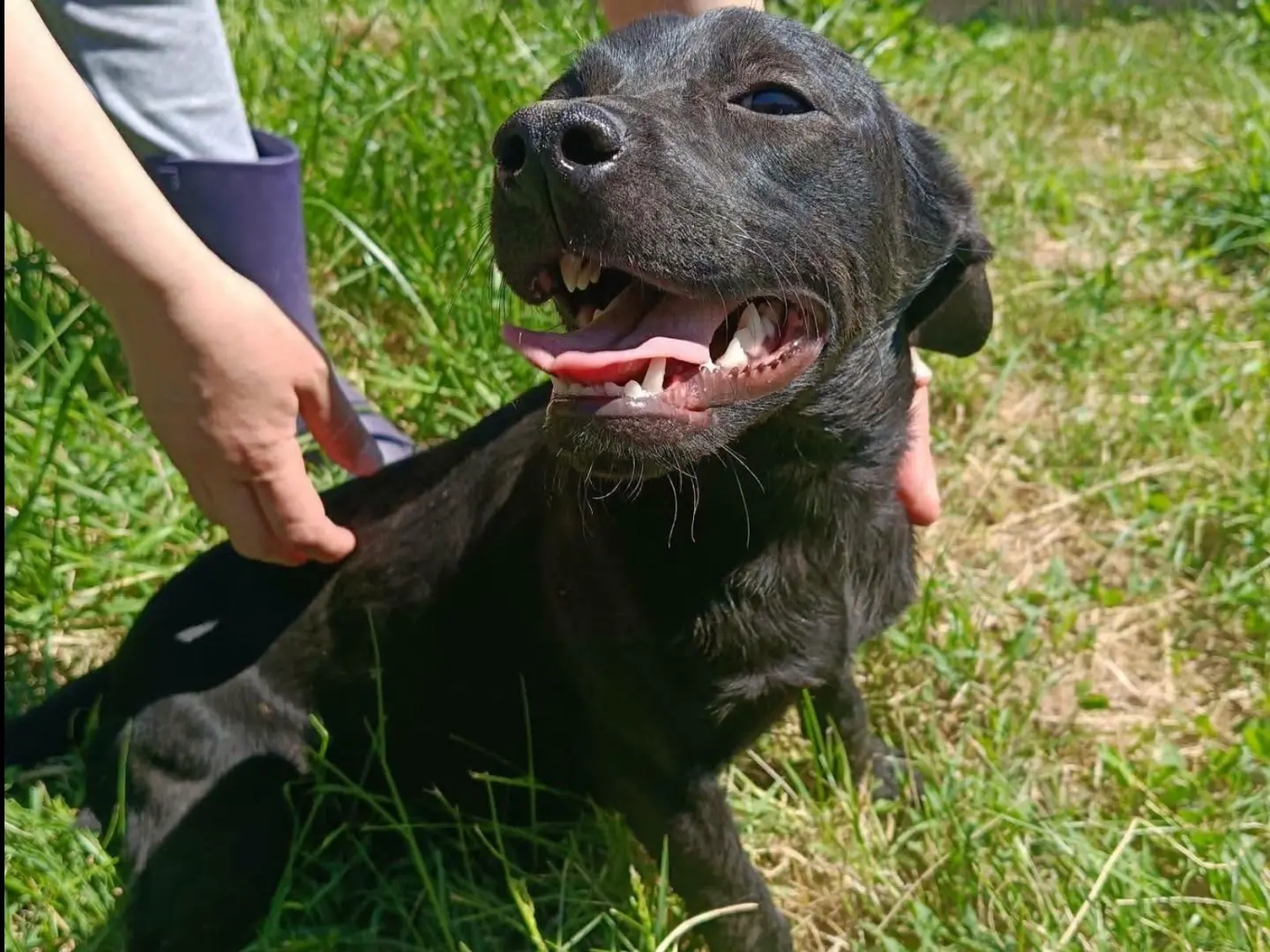Adotta il cane Mila a Caserta
