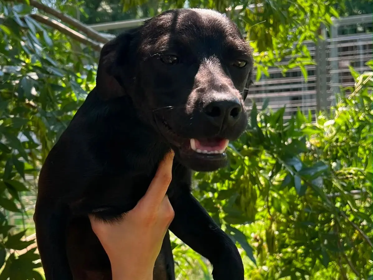 Adotta un cane, taglia media, femmina, Caserta