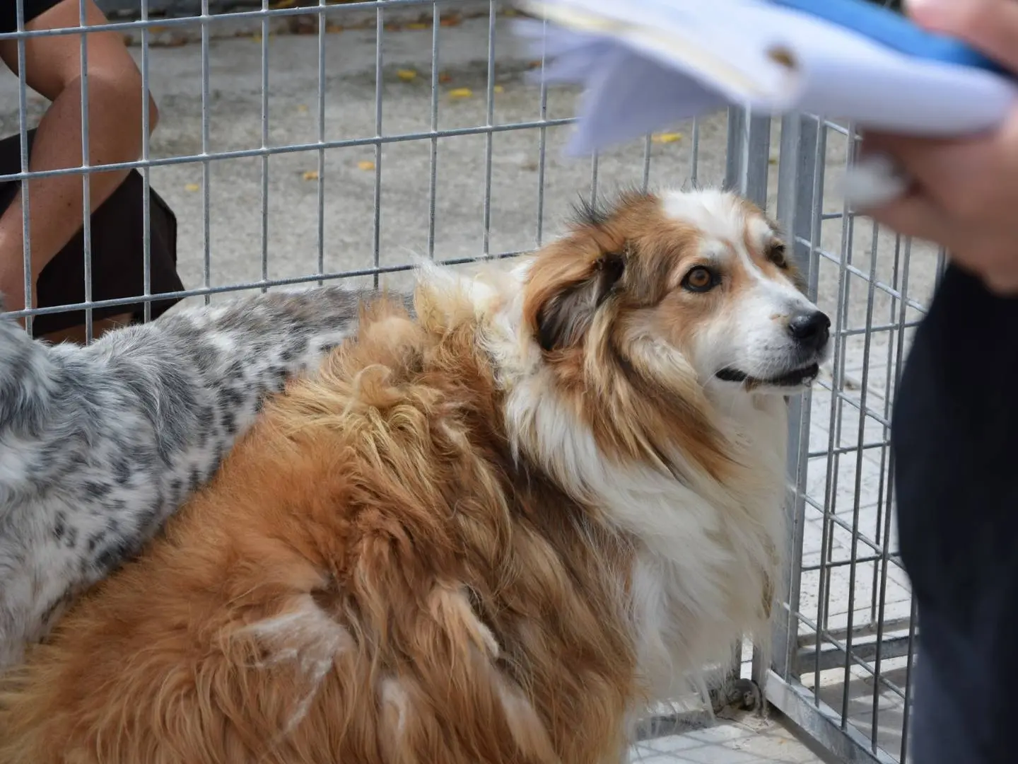 Adozione cane, maschio, Pastore australiano Razza sconosciuta, 7 anni e 2 mesi, taglia media, Chieti