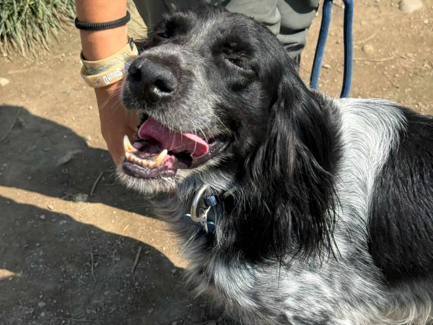 Adotta un cane, maschio, 5 anni e 9 mesi, Milano