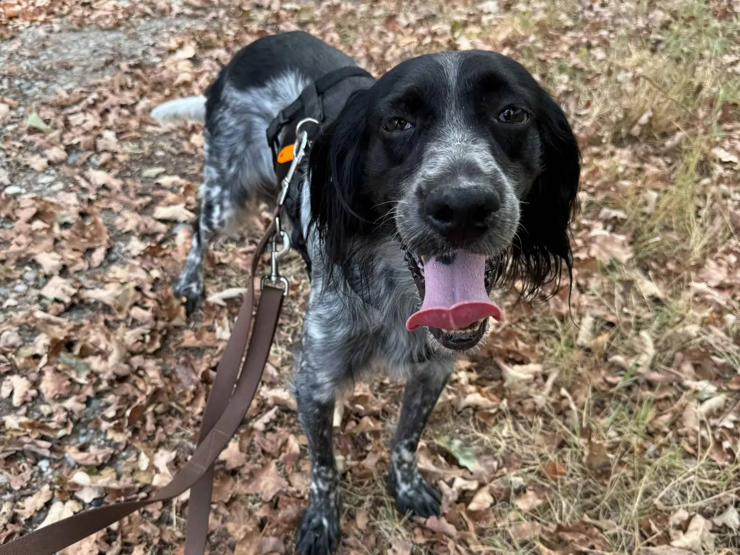 Adotta un cane, taglia media, maschio, Milano