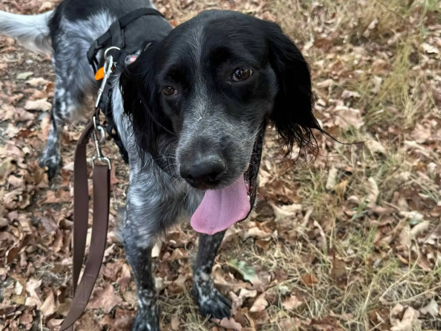 Adozione cane, maschio, Setter Inglese Razza sconosciuta, 5 anni e 9 mesi, taglia media, Milano