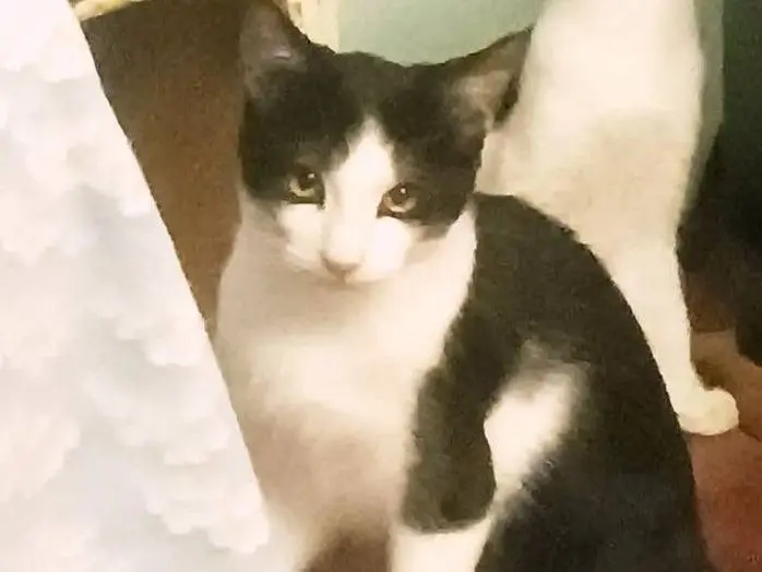 Adotta un gatto, maschio, 5 mesi, Torino