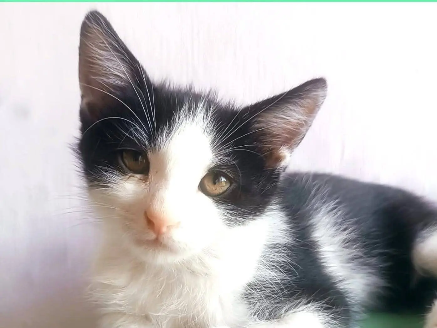 Adozione gatto, maschio, Razza sconosciuta Razza sconosciuta, 5 mesi, taglia non valida, Torino