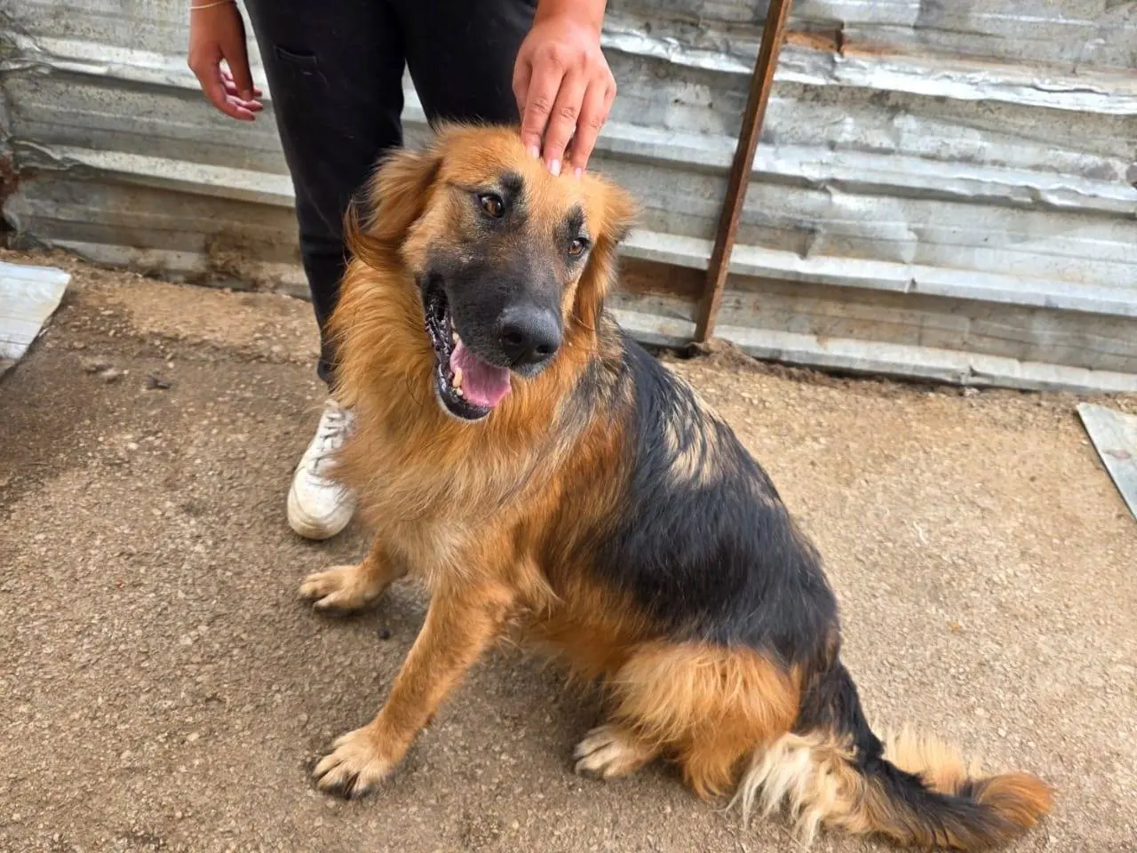 Vuoi adottare un cane a Milano?