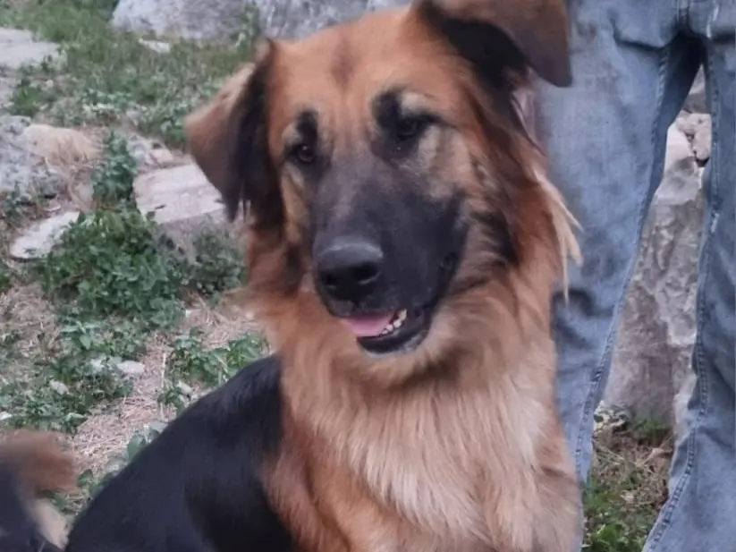 Adotta un cane, maschio, 3 anni e 9 mesi, Milano