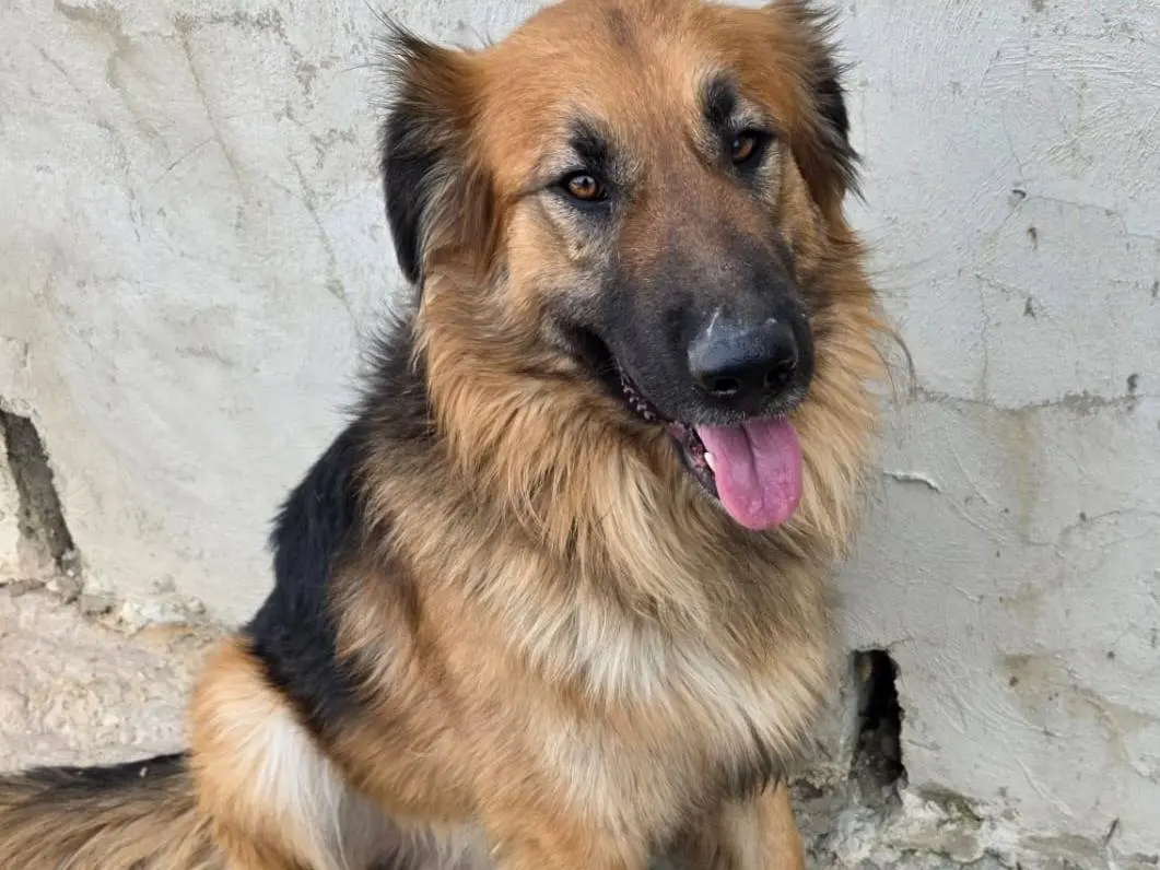 Adozione cane, maschio, Pastore tedesco Razza sconosciuta, 3 anni e 9 mesi, taglia media, Milano