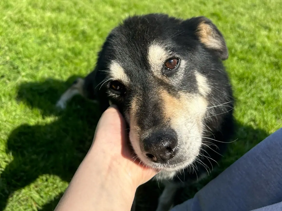 Adozione cane, maschio, Razza sconosciuta Razza sconosciuta, 14 anni e 4 mesi, taglia media, Latina