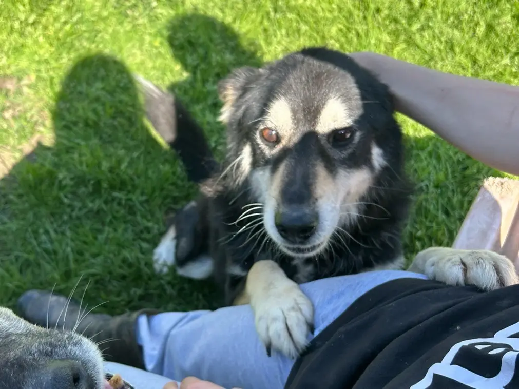 Adotta un cane, maschio, 14 anni e 4 mesi, Latina