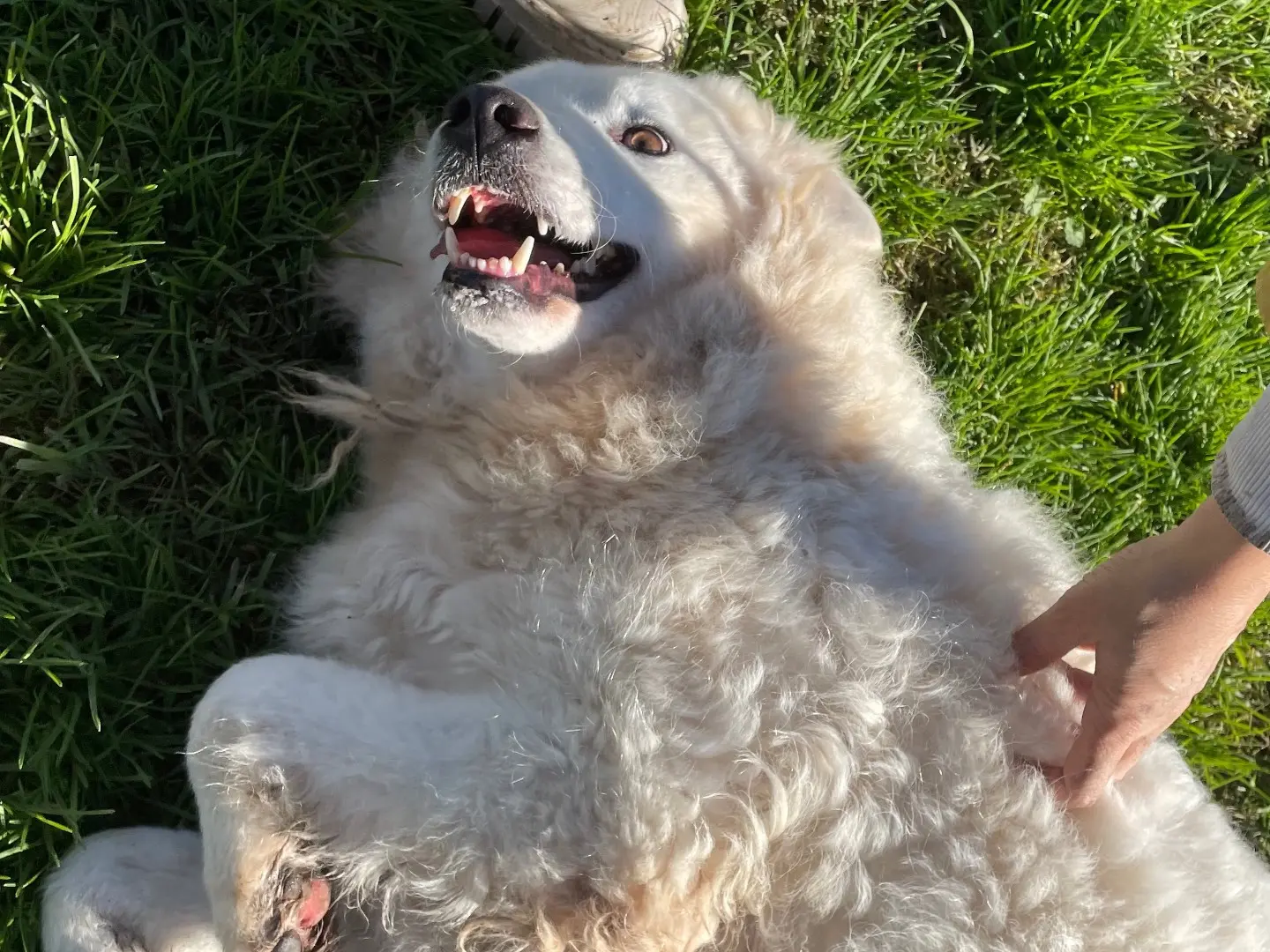 Vuoi adottare un cane a Latina?