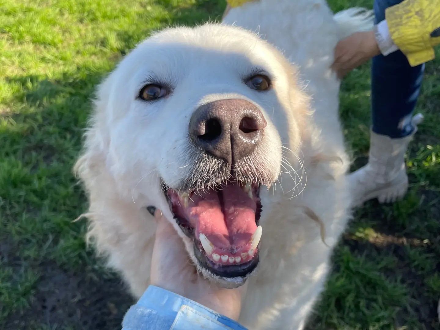Adozione cane, femmina, Pastore maremmano Razza sconosciuta, 4 anni e 2 mesi, taglia media, Latina
