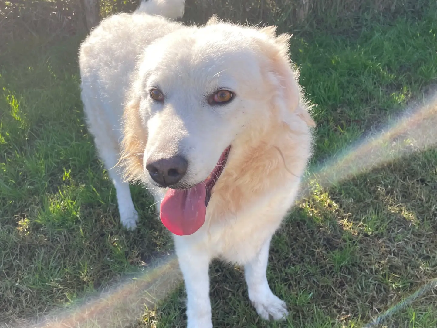 Adotta il cane Loredana a Latina