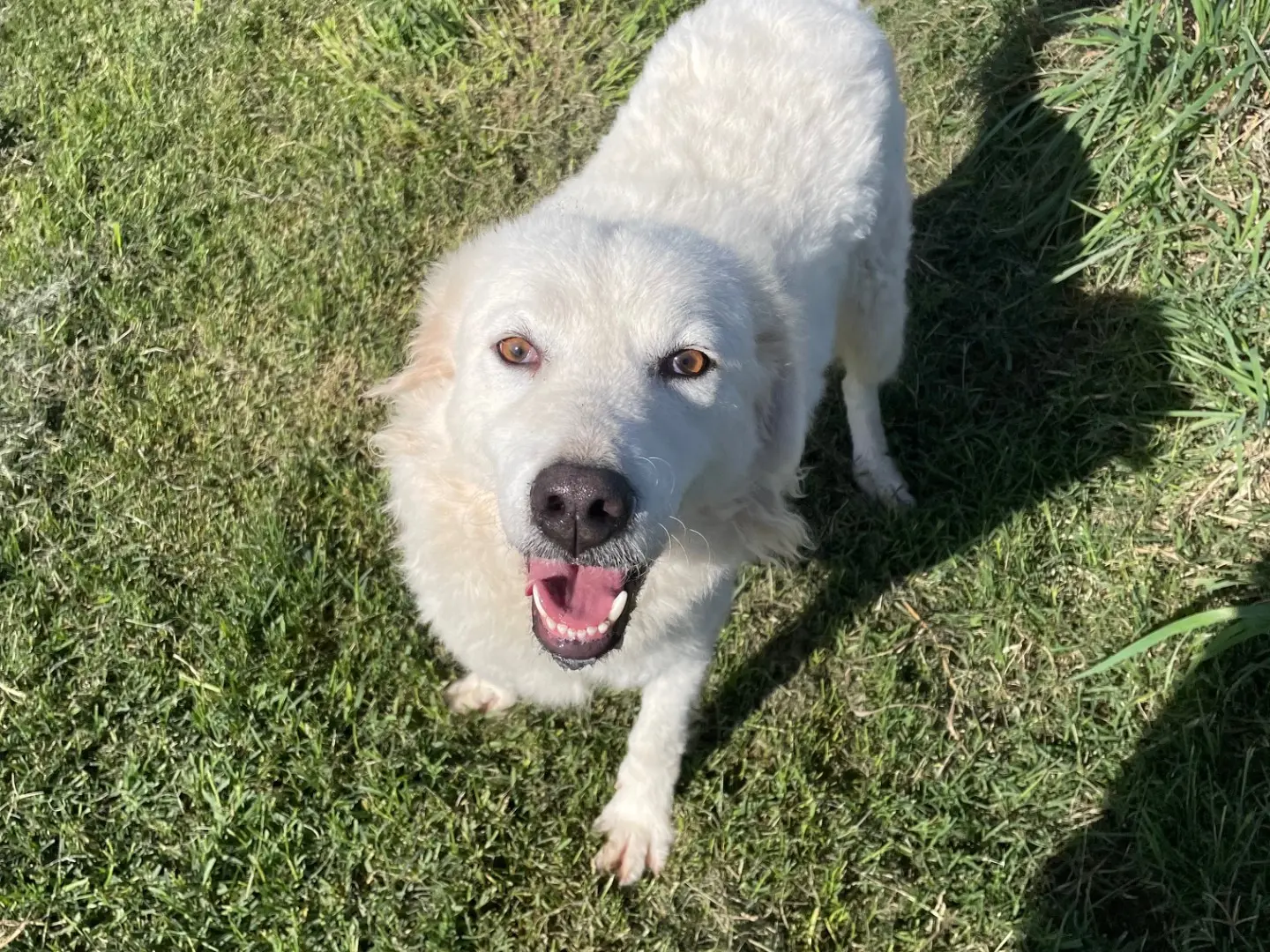 Adotta un cane, femmina, 4 anni e 2 mesi, Latina