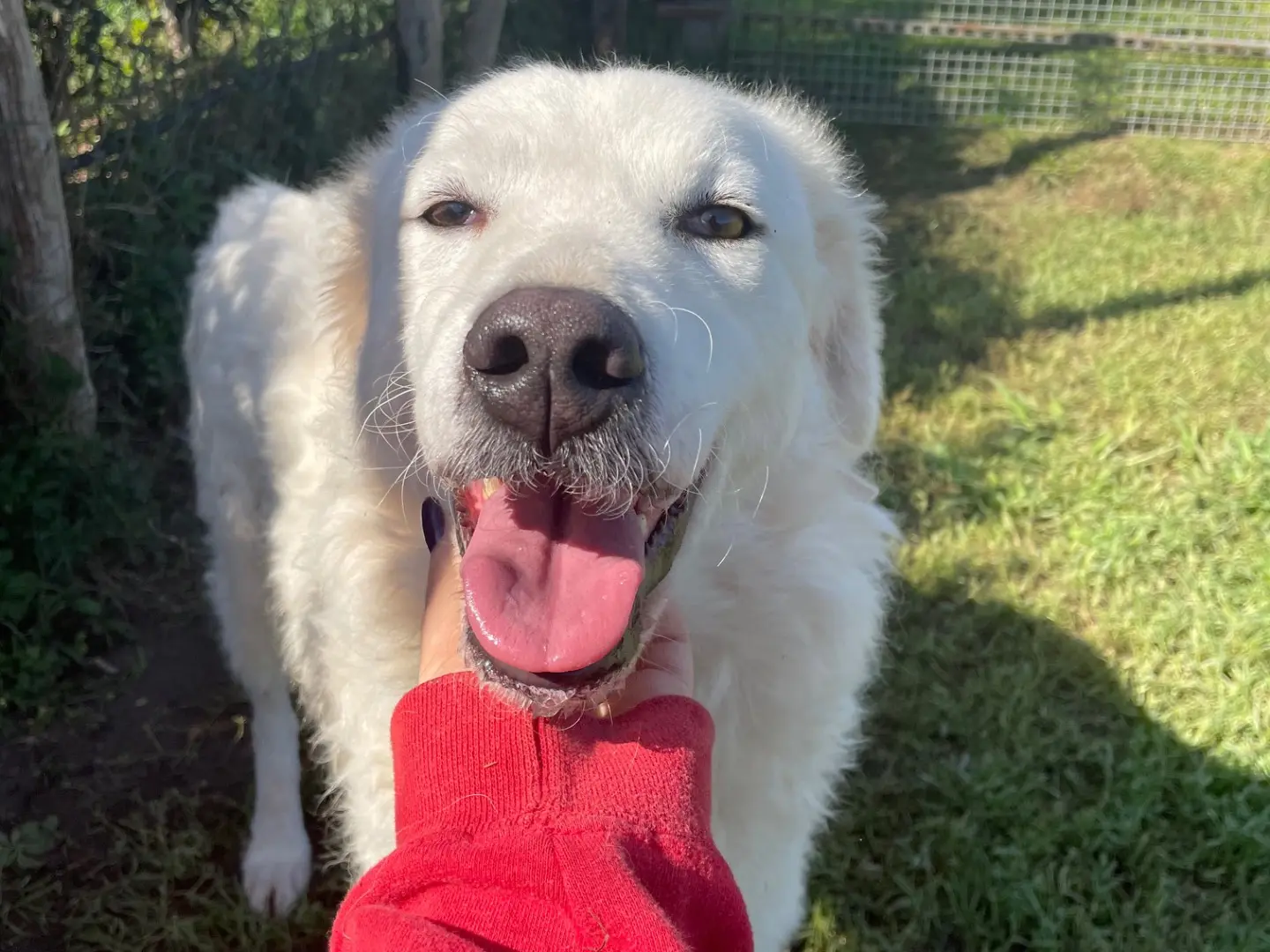 Adotta un cane, taglia media, femmina, Latina