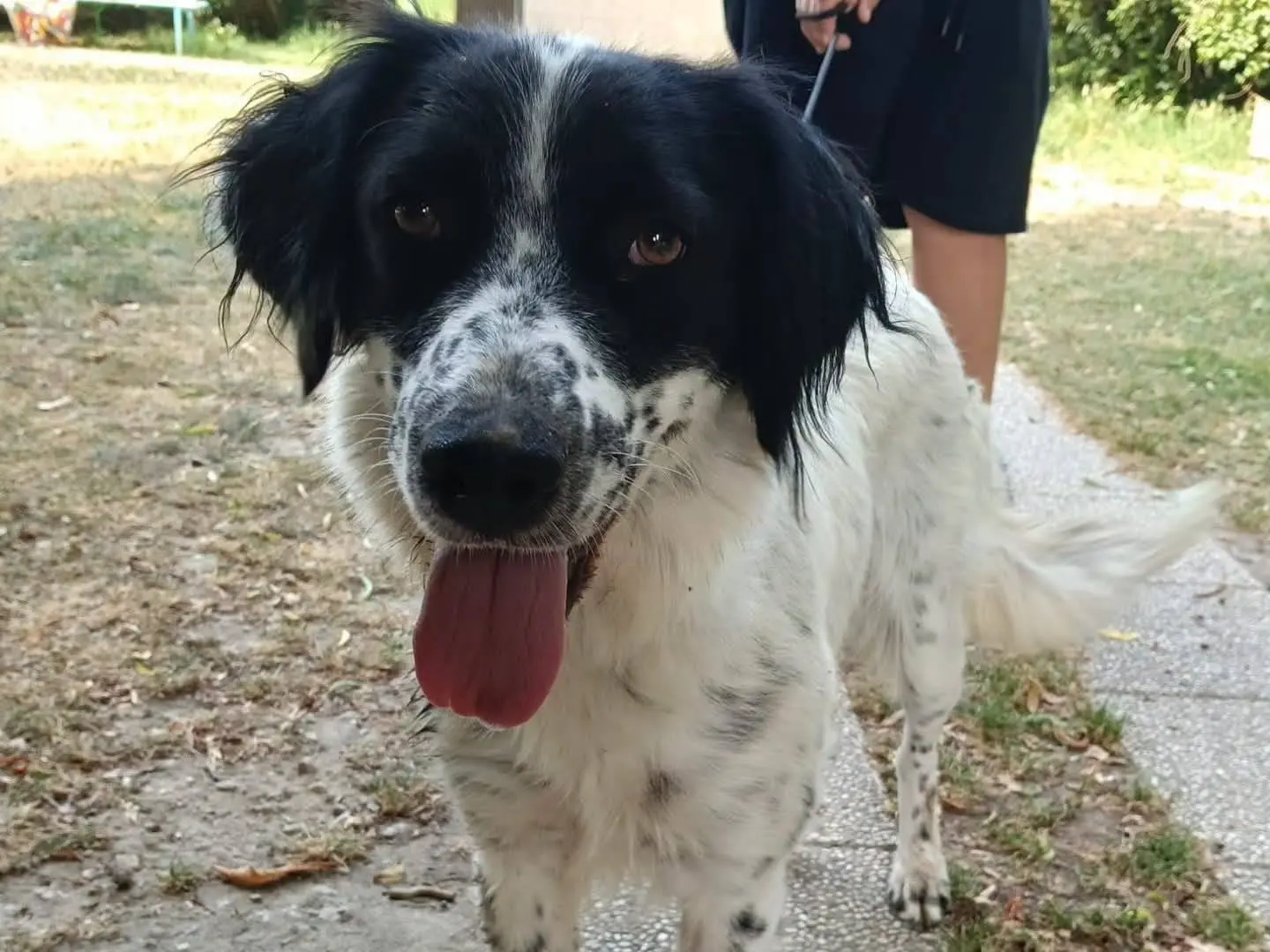 Adotta un cane, femmina, 1 anno e 9 mesi, Torino