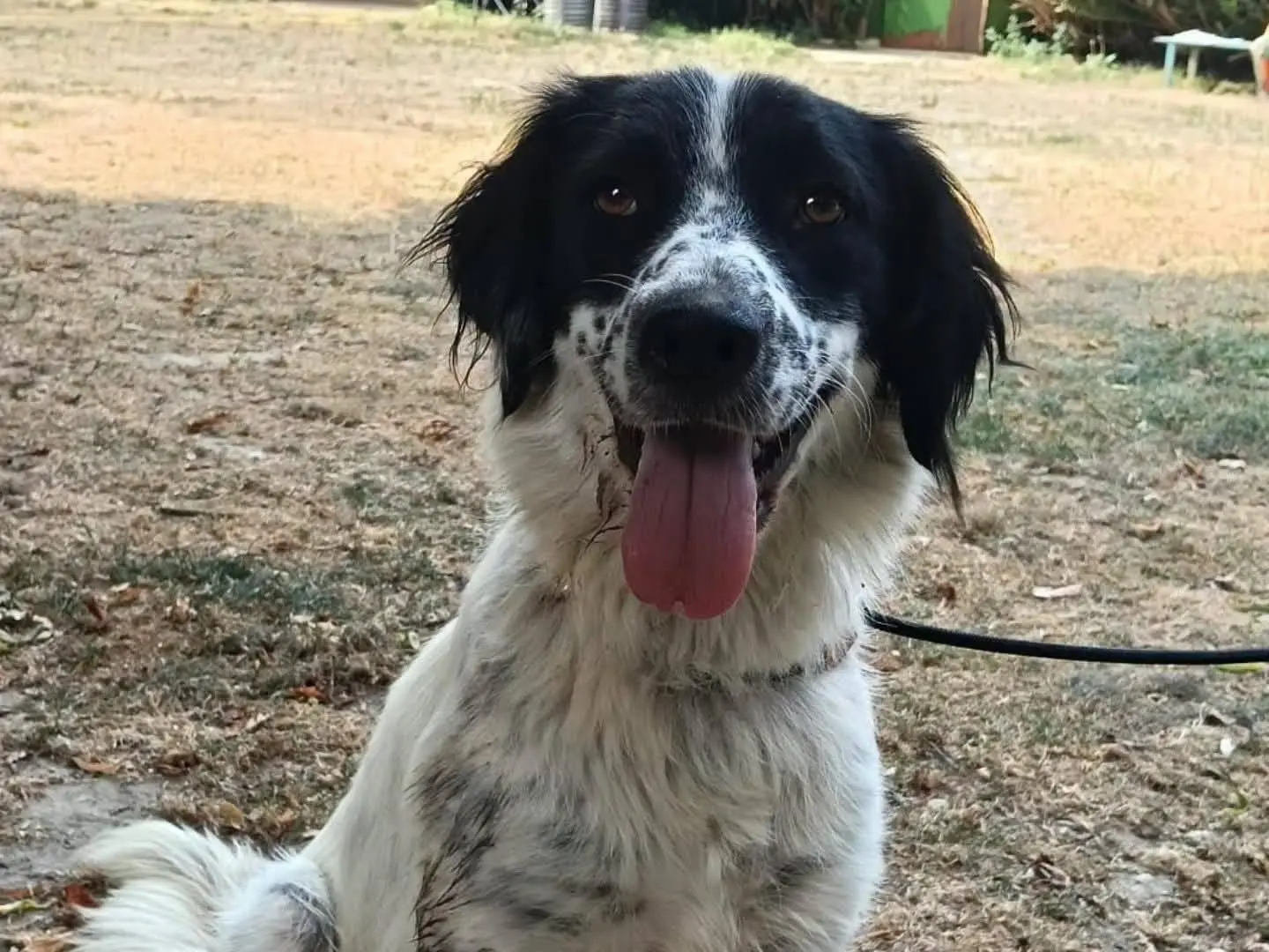 Adozione cane, femmina, Border Collie Razza sconosciuta, 1 anno e 9 mesi, taglia media, Torino